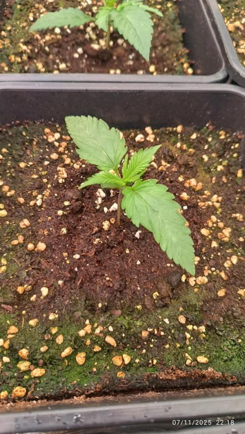 Runtz korngarden Shop. Week 2