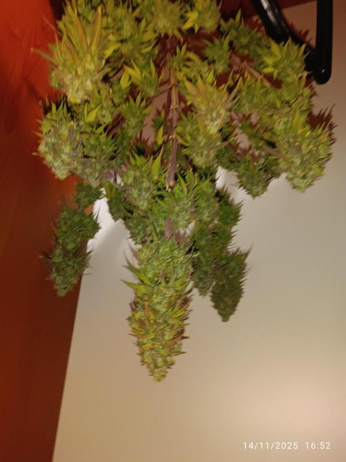 Frostbanger auto. Week 12