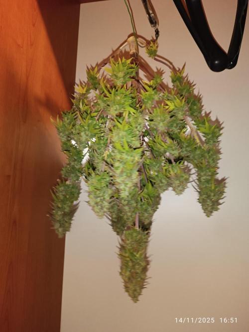 Frostbanger auto. Week 12