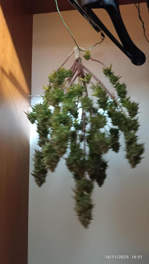 Frostbanger auto. Week 12