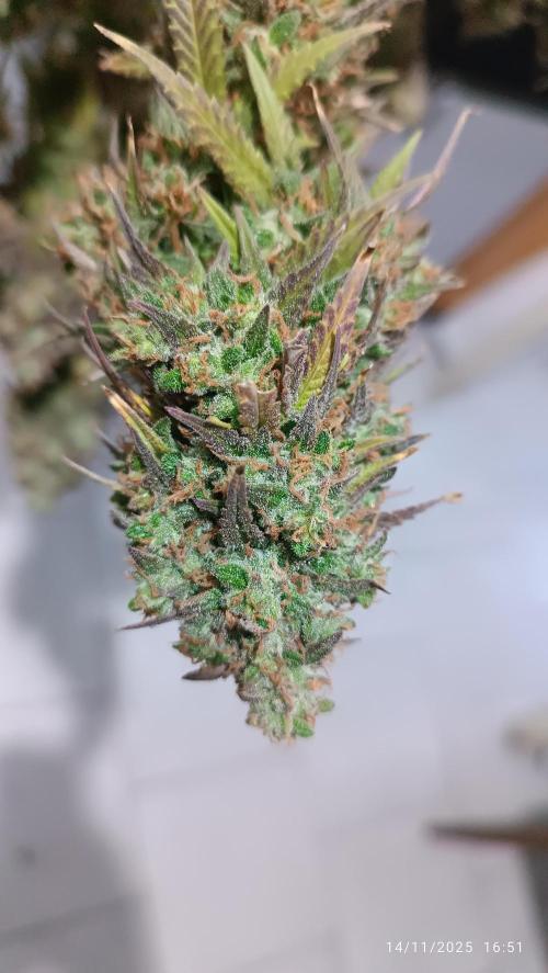 Frostbanger auto. Week 12