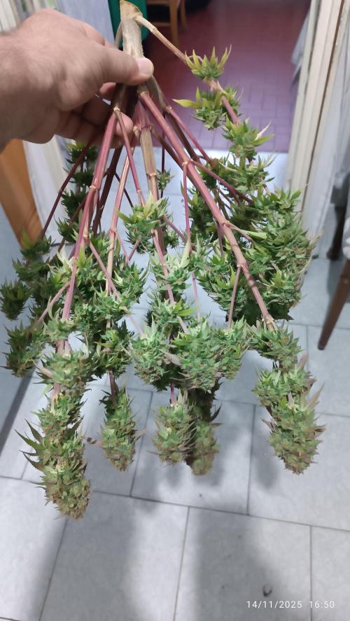 Frostbanger auto. Week 12