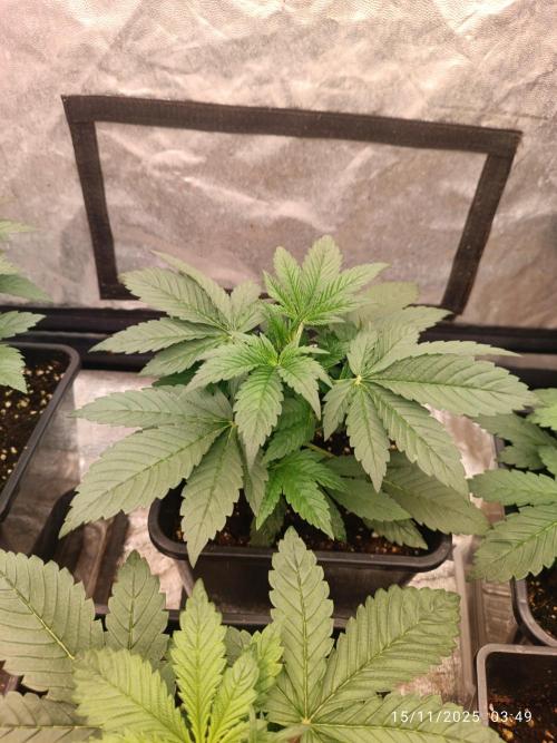 Frostbanger auto. Week 3