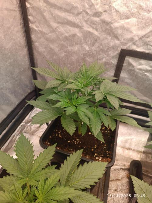 Frostbanger auto. Week 3