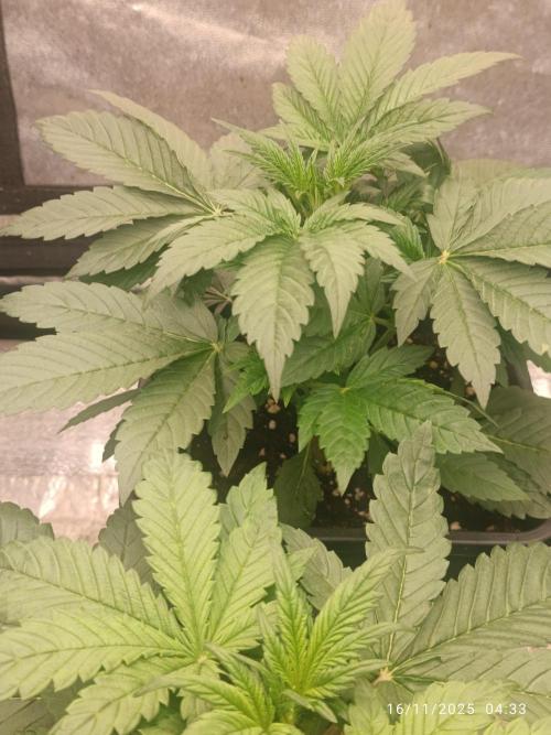 Frostbanger auto. Week 3