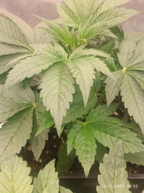 Frostbanger auto. Week 3