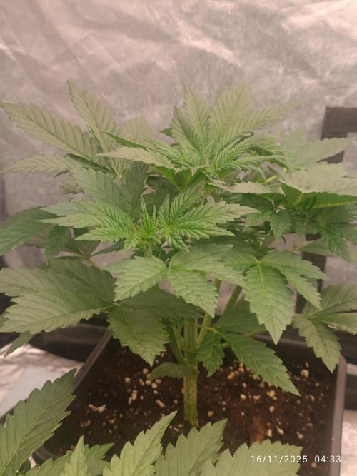 Frostbanger auto. Week 3