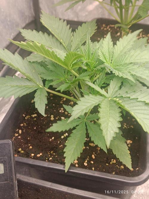 Strawberry 🍓 gorilla 🦍  auto. Week 3