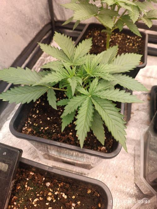 Strawberry 🍓 gorilla 🦍  auto. Week 3