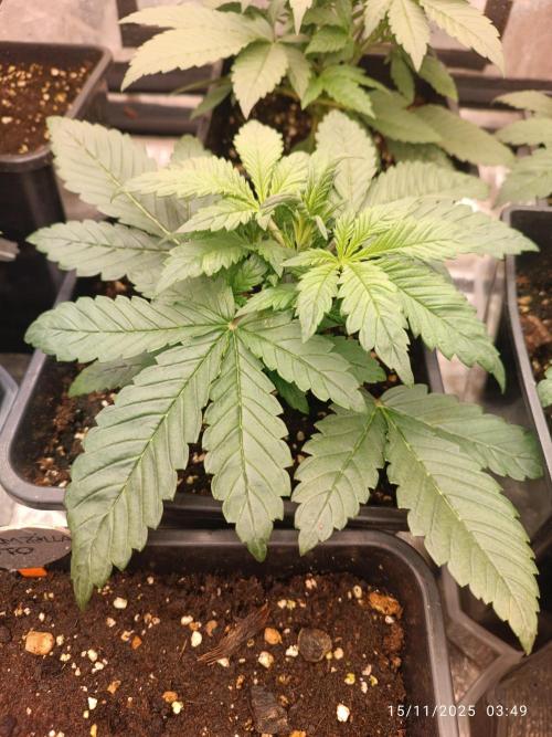 Strawberry 🍓 gorilla 🦍  auto. Week 3