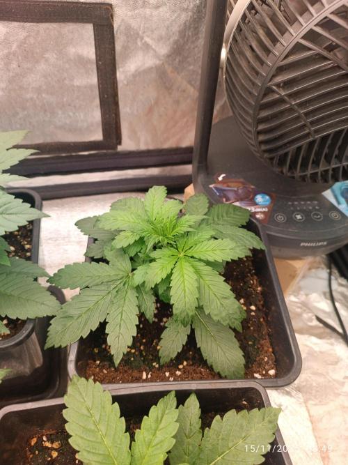 Strawberry 🍓 gorilla 🦍  auto. Week 3