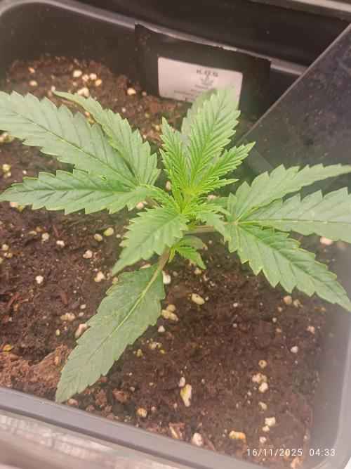 Runtz korngarden Shop. Week 2