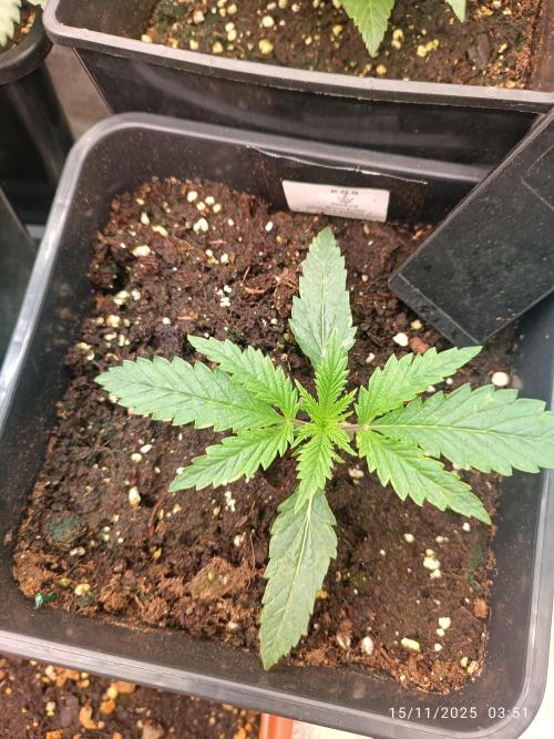 Runtz korngarden Shop. Week 2