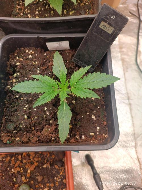 Runtz korngarden Shop. Week 2