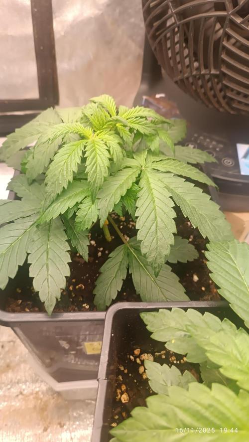 Strawberry 🍓 gorilla 🦍  auto. Week 3