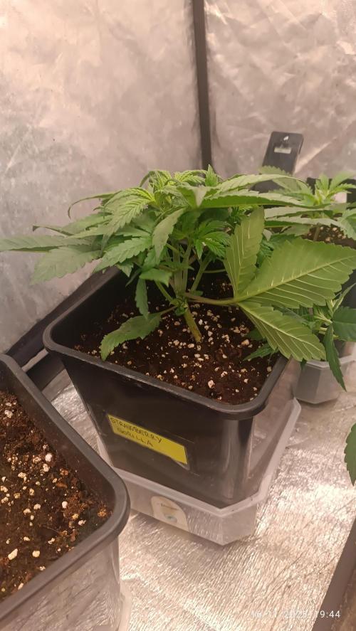 Strawberry 🍓 gorilla 🦍  auto. Week 3