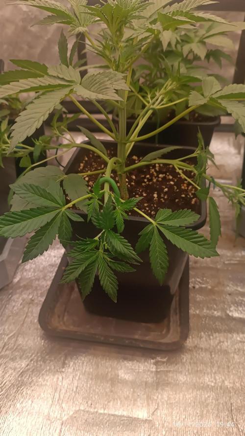 Frostbanger auto. Week 3