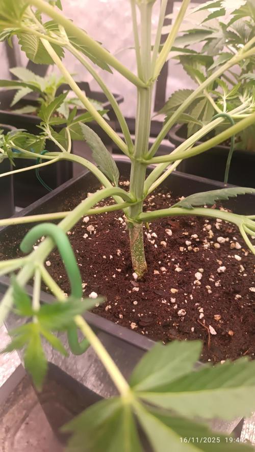 Frostbanger auto. Week 3