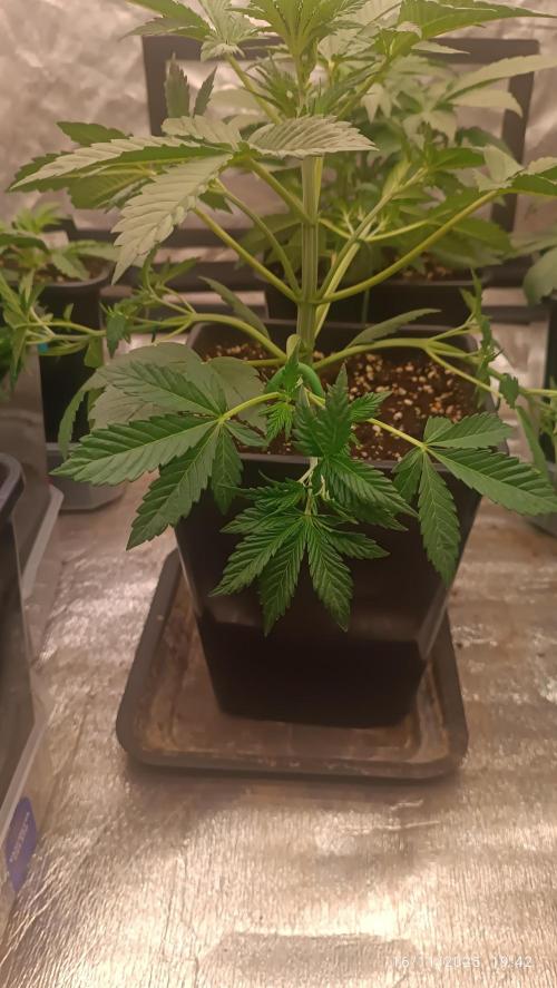 Frostbanger auto. Week 3