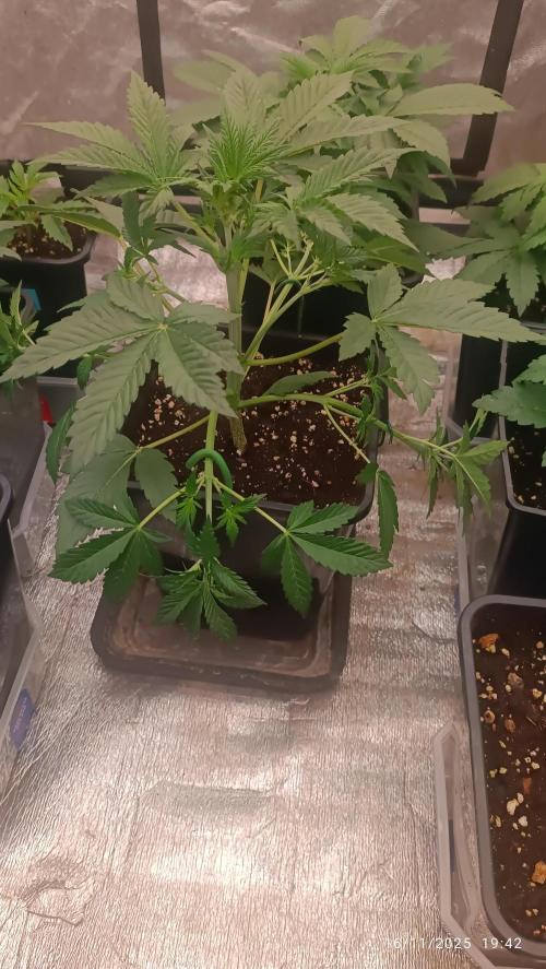 Frostbanger auto. Week 3