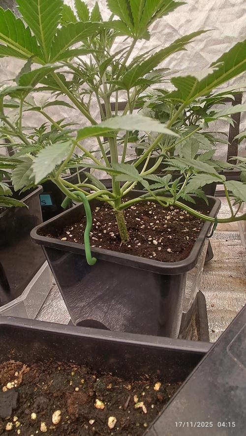 Frostbanger auto. Week 3 - 3°sett.ho inizio a fargli un po' di L. S. T. perché sta iniziando AD allungare 