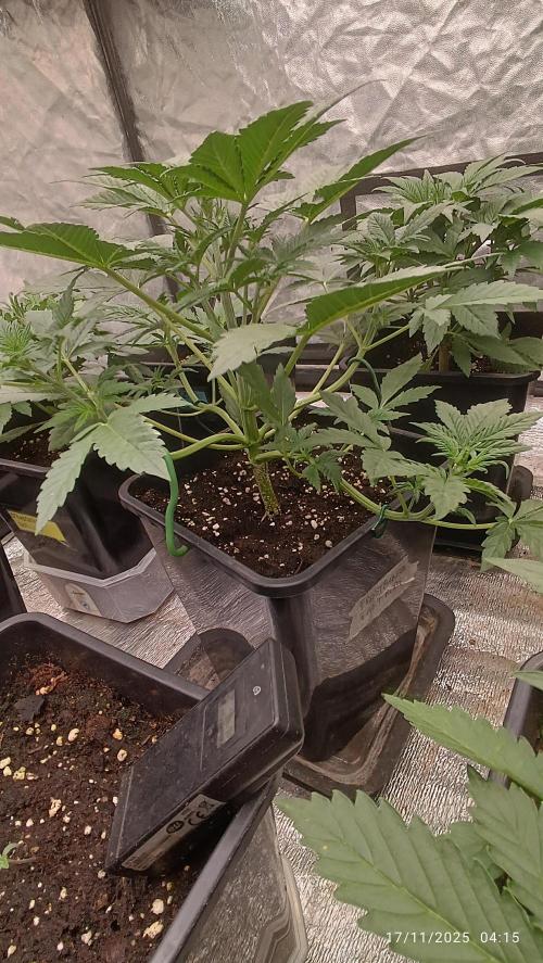 Frostbanger auto. Week 3