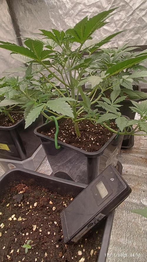 Frostbanger auto. Week 3