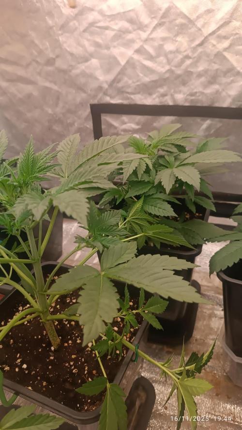 Frostbanger auto. Week 3