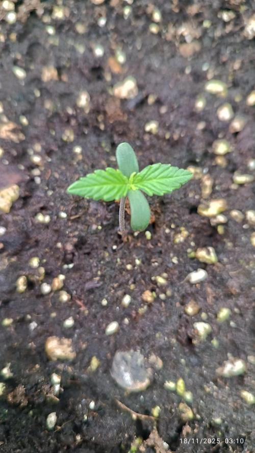 Prova nuova terapia CREAMZILLA. Week 1 - 2°giorno9