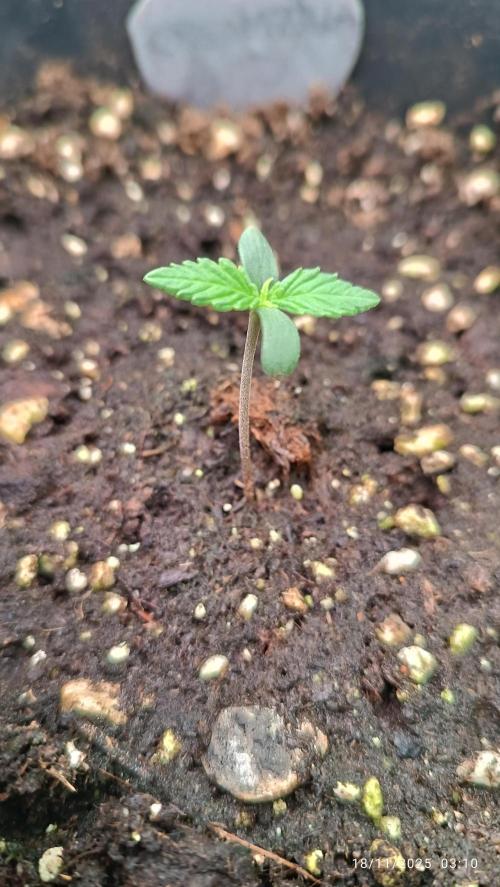 Prova nuova terapia CREAMZILLA. Week 1