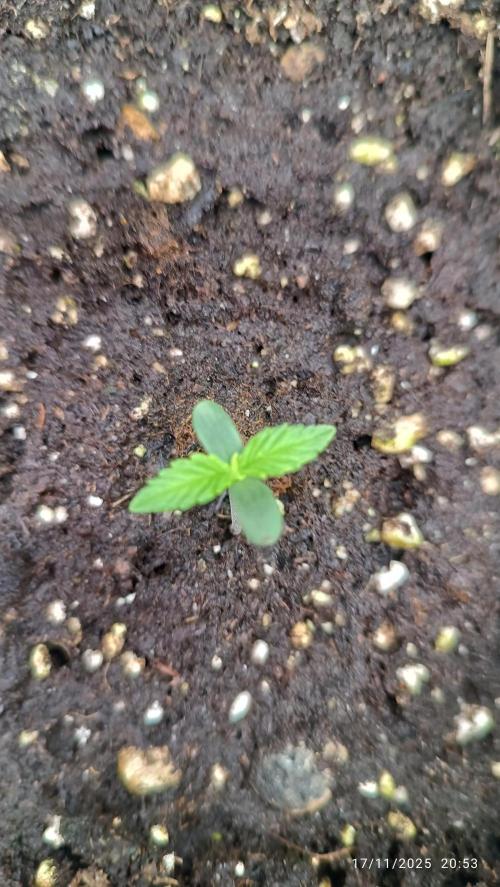 Prova nuova terapia CREAMZILLA. Week 1