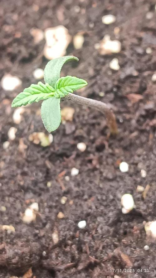 Prova nuova terapia CREAMZILLA. Week 1 - 1 day