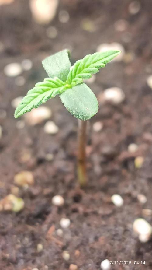 Prova nuova terapia CREAMZILLA. Week 1