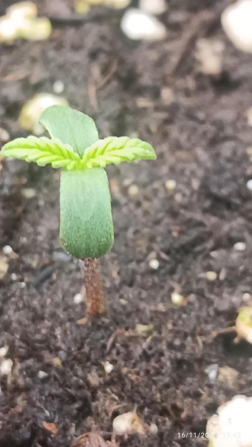 Prova nuova terapia CREAMZILLA. Week 1