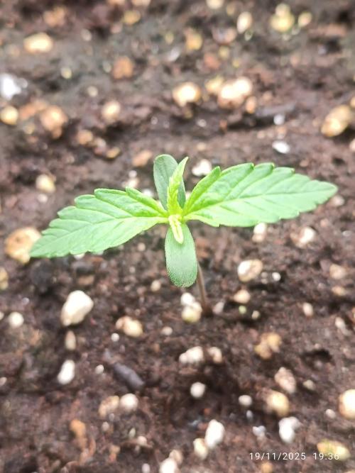 Prova nuova terapia CREAMZILLA. Week 1 - 4