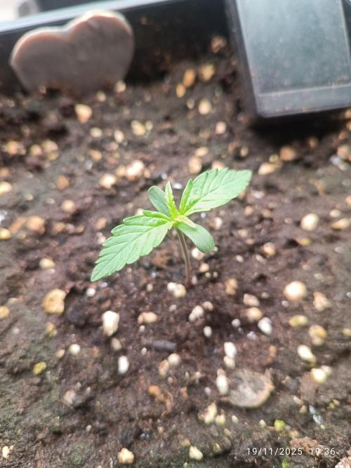 Prova nuova terapia CREAMZILLA. Week 1