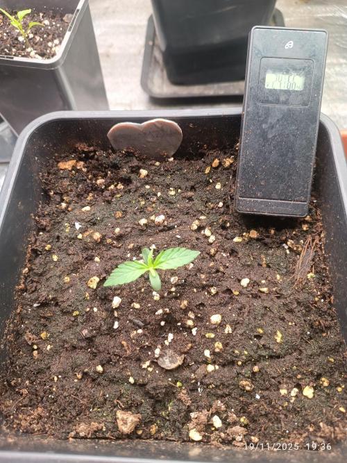 Prova nuova terapia CREAMZILLA. Week 1