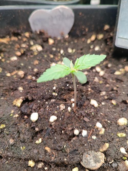 Prova nuova terapia CREAMZILLA. Week 1