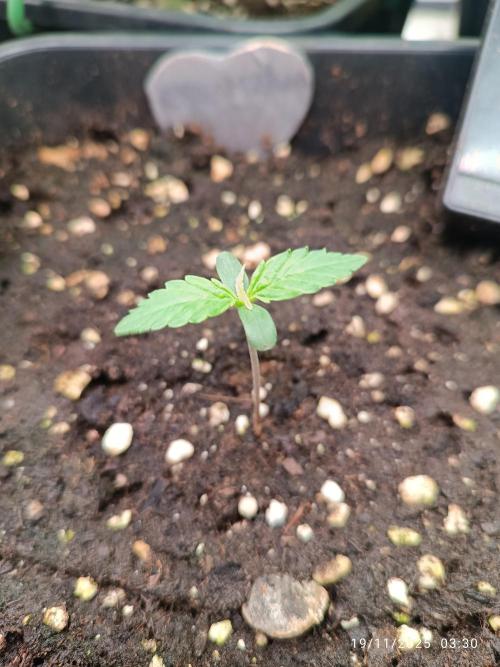 Prova nuova terapia CREAMZILLA. Week 1