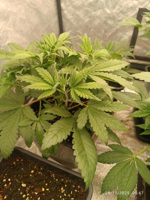 Strawberry 🍓 gorilla 🦍  auto. Week 3