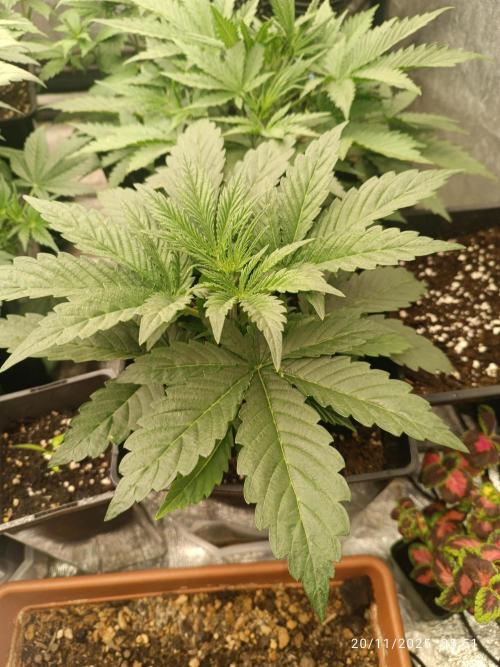 runtz auto fb&bf. Week 3