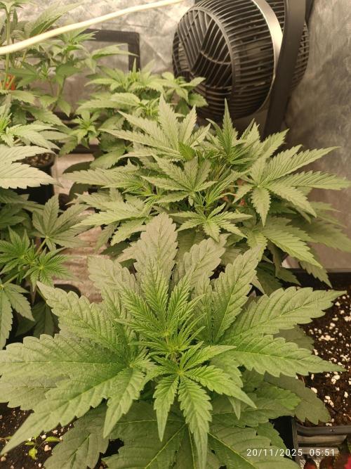 runtz auto fb&bf. Week 3