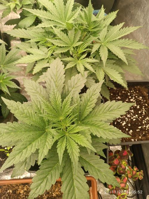 runtz auto fb&bf. Week 3