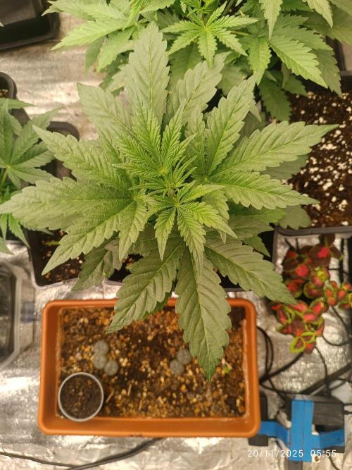 runtz auto fb&bf. Week 3