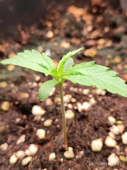 Prova nuova terapia CREAMZILLA. Week 1