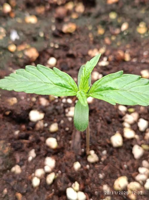 Prova nuova terapia CREAMZILLA. Week 1