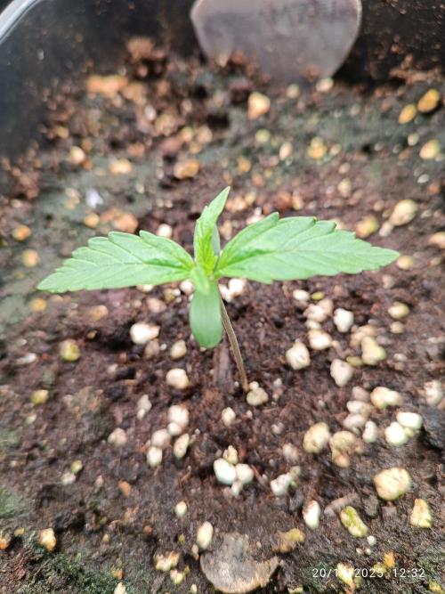 Prova nuova terapia CREAMZILLA. Week 1