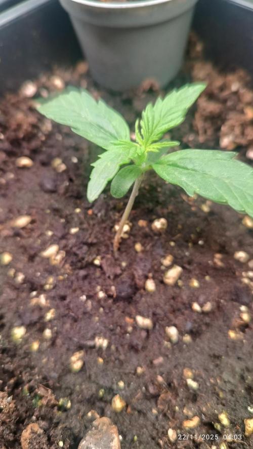 Prova nuova terapia CREAMZILLA. Week 1