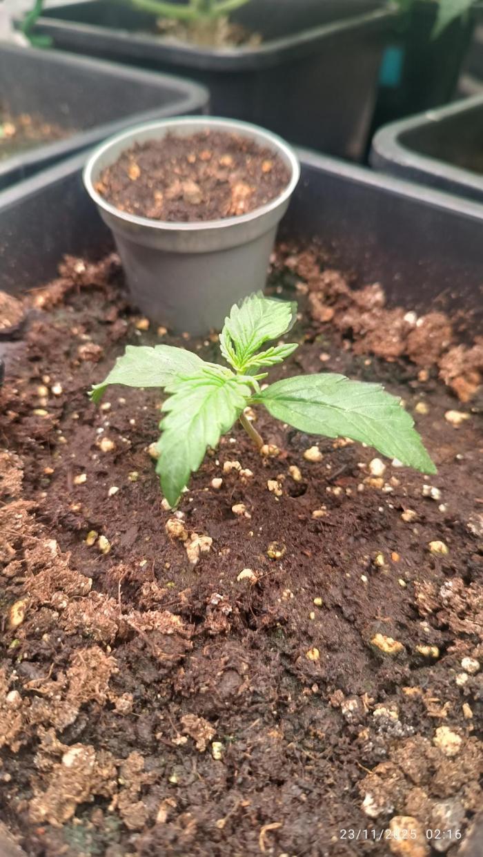 Prova nuova terapia CREAMZILLA. Week 2