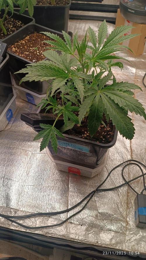 Runtz korngarden Shop. Week 3